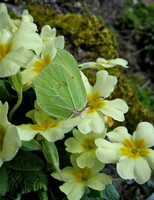 Brimstone