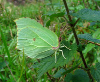 Brimstone