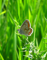 Brown Argus