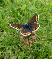 Brown Argus