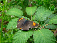 Brown Hairstreak