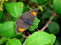 Brown Hairstreak