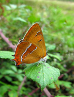 Brown Hairstreak