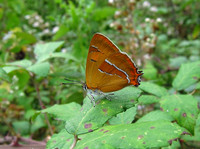 Brown Hairstreak