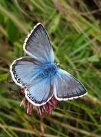 Chalkhill Blue