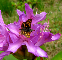 Chequered Skipper