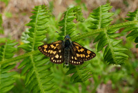Chequered Skipper