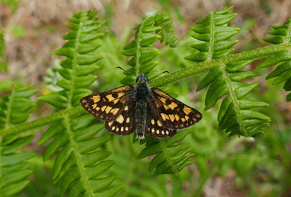 Chequered Skipper