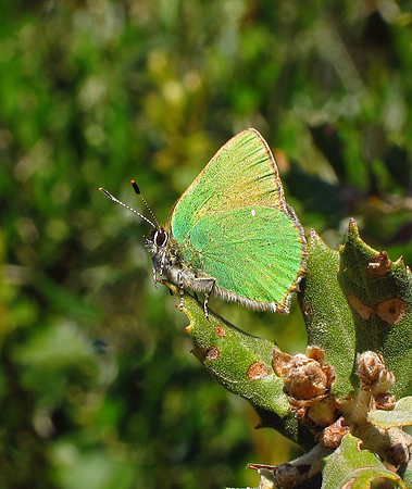 Green Hairstreak