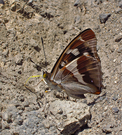 Purple Emperor