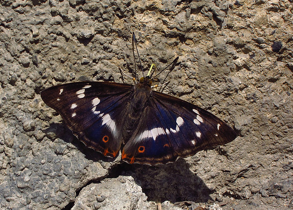 Purple Emperor