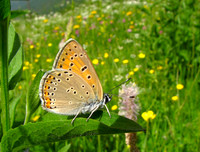 Balkan Copper
