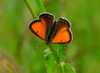 Balkan Copper