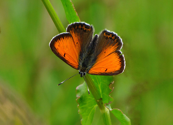 Balkan Copper