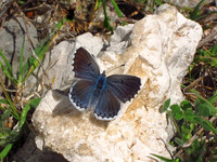 Baton Blue
