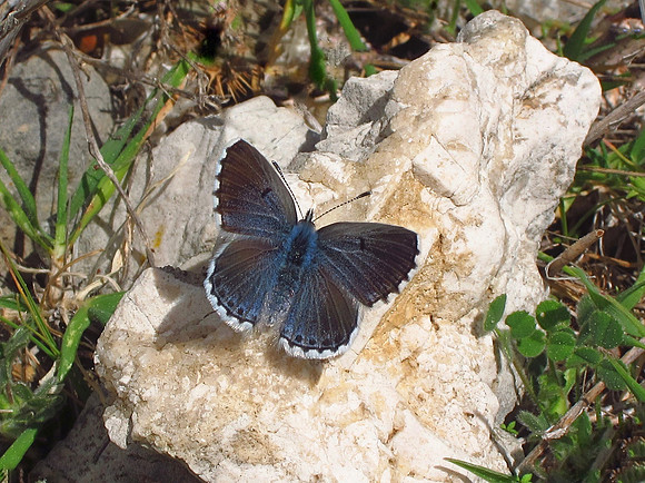 Baton Blue