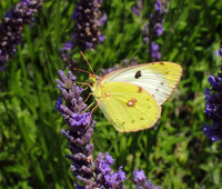 Butterflies, European A-G