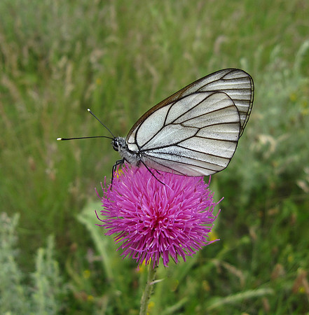 Black-veined White