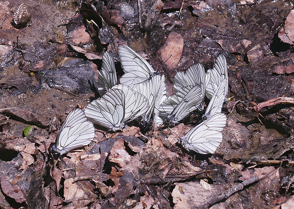 Black-veined Whites