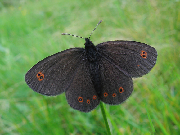 Bright-eyed Ringlet