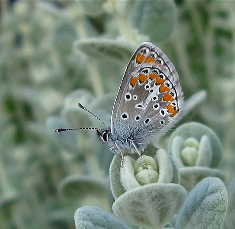 Brown Argus