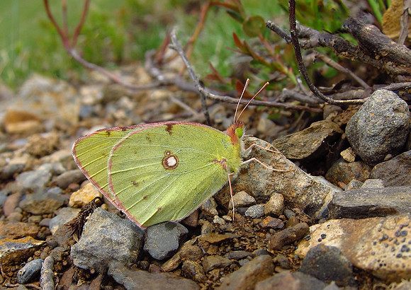 Clouded Yellow