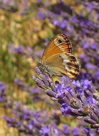 Dusky Heath