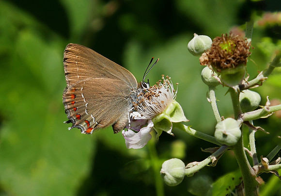 False Ilex Hairstreak
