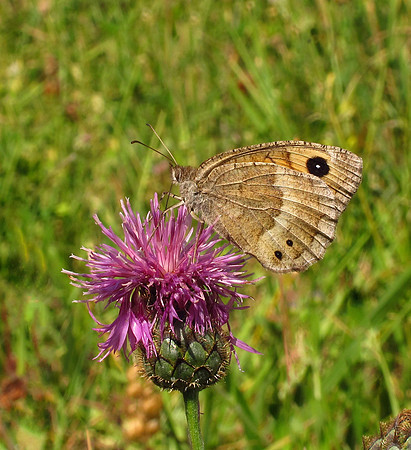 Great Sooty Satyr female