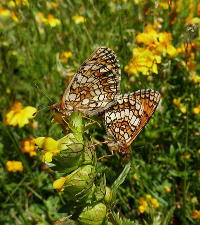 Meadow Fritillary