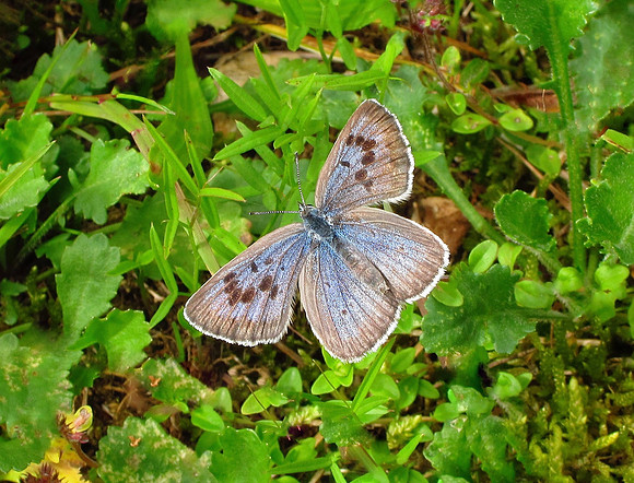 Large Blue