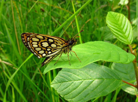 Large Chequered Skipper