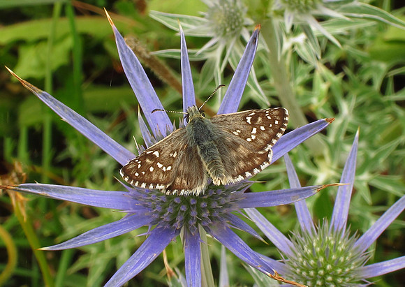 Large Grizzled Skipper