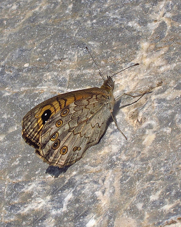 Large Wall Brown