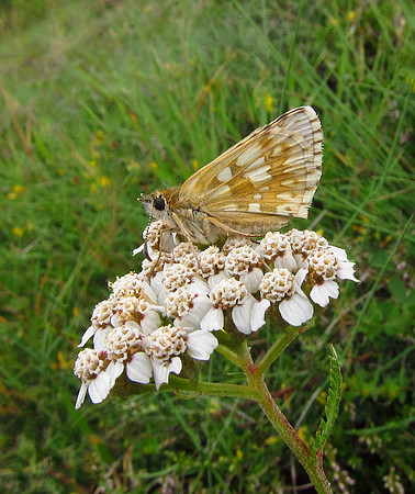 Safflower Skipper