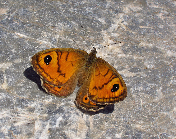 Large Wall Brown female