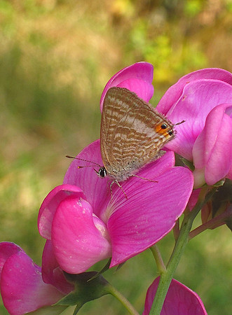 Long-tailed Blue