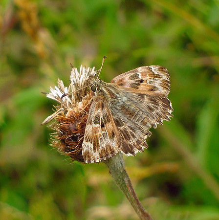 Mallow Skipper