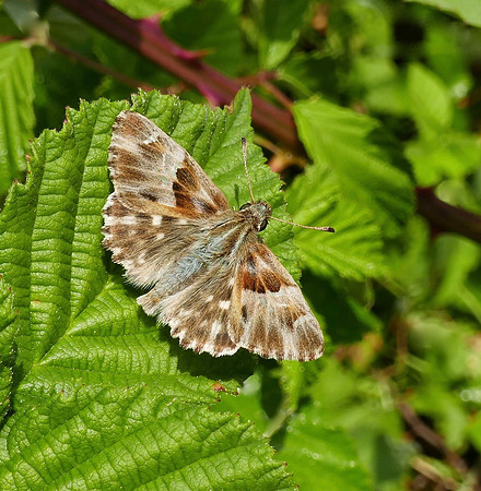 Marbled Skipper