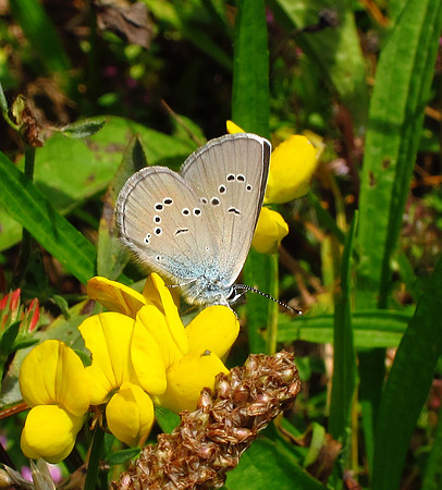 Mazarine Blue