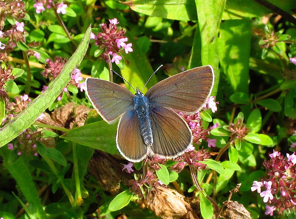 Mazarine Blue