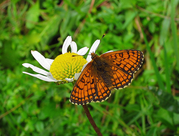 Meadow Fritillary