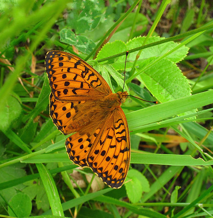 Niobe Fritillary