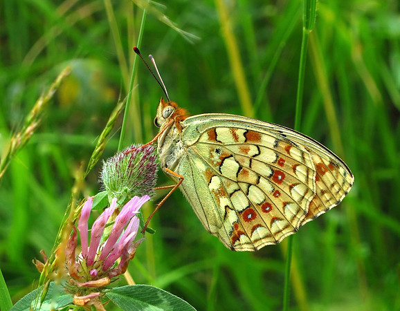 Niobe Fritillary form eris