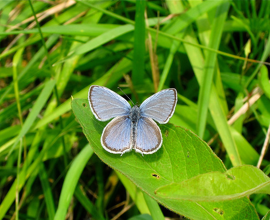 Provencal Short-tailed Blue