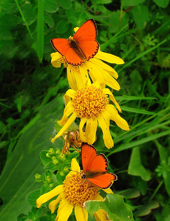 Scarce Coppers
