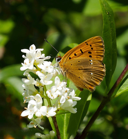Scarce Copper