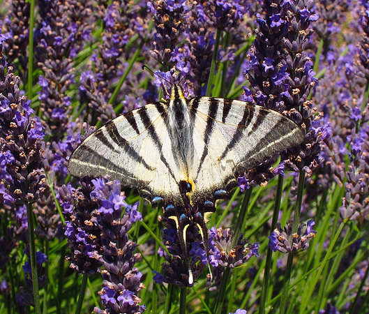 Scarce Swallowtail