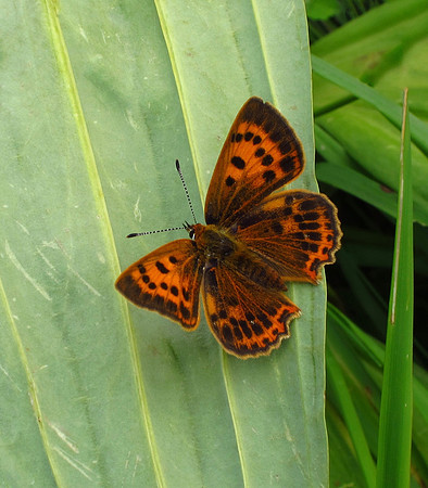 Scarce Copper