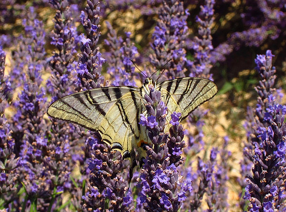 Scarce Swallowtail